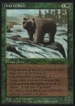 Orso Grizzly