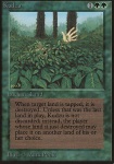 Kudzu
