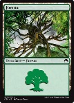 Foresta