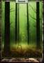 Foresta