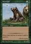 Cucciolo d'Orso