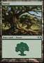 Foresta (V.4)