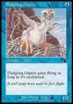 Piccolo di Falco Pescatore