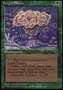 Fungal Bloom