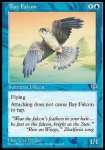 Falco della Baia