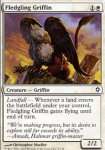 Grifone Implume