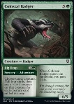 Colossal Badger