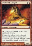 Coguaro Dentebrace