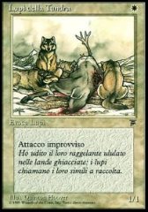 Lupi della Tundra