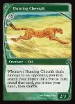 Hunting Cheetah