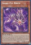 Occhi di Serpente Betulla