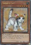 Gatto da Soccorso