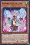 Sorelle Phalaenop