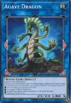 Drago Agave