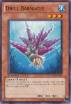 Cirripede Trapano