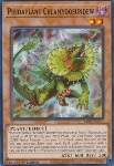Predapianta Clamidosundew