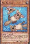 Koala Marino